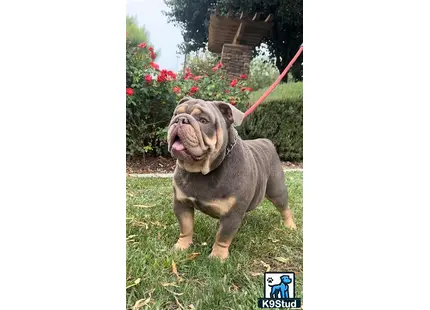 a english bulldog dog on a leash